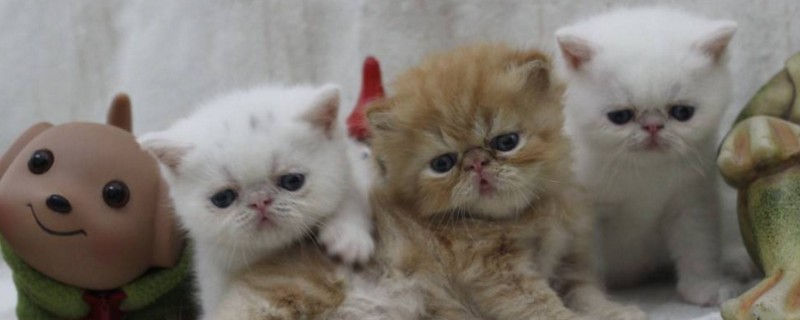 怎么分辨小猫是否便秘