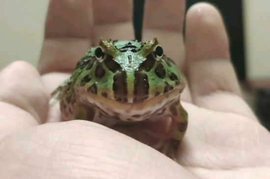 角蛙能吃面包虫吗