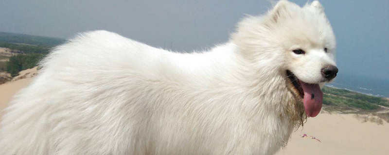 萨摩耶犬为什么没人养