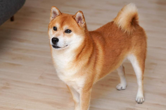 柴犬几个月开始认主