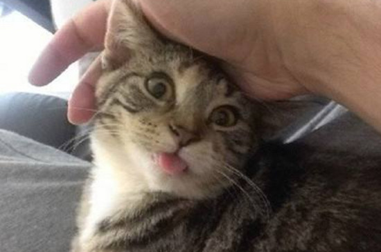 小猫挨打后吐了没事吧