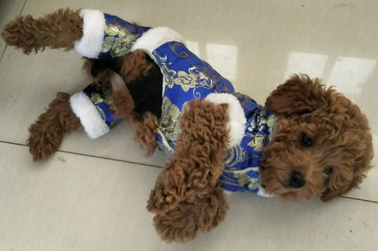 泰迪狗怎么训练