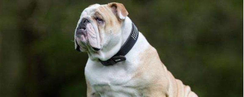 英国斗牛犬怎么看品相