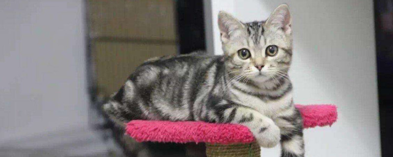 狸花猫和虎斑猫的区别