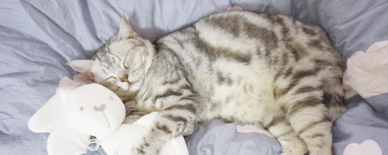 小猫一天睡多久