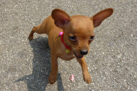 不掉毛的小型犬，干净不掉毛的小狗排名