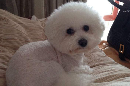 比熊犬能长多大
