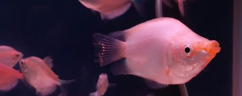 接吻鱼能长多大