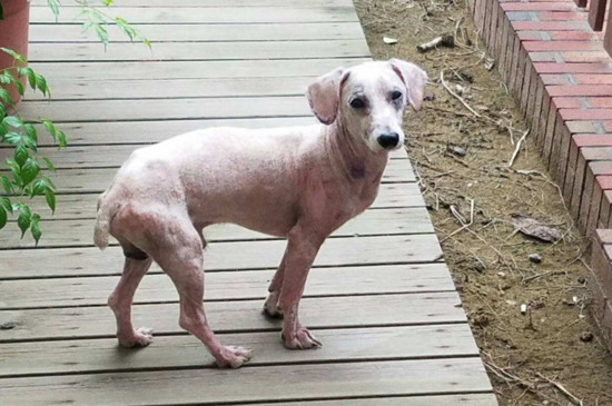 狗腿上多一个爪