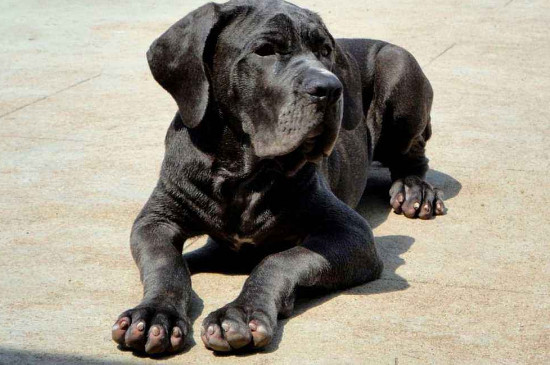 最大的古鬣犬有多大，已灭绝的巨鬣狗长2.5米高380公斤