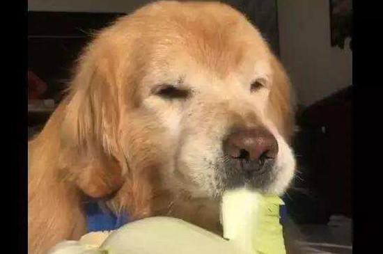 狗狗最近不爱吃狗粮怎么回事