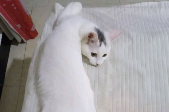猫发情了老叫怎么办