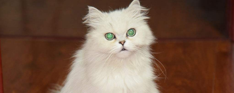 猫的呼噜声很大是怎么回事