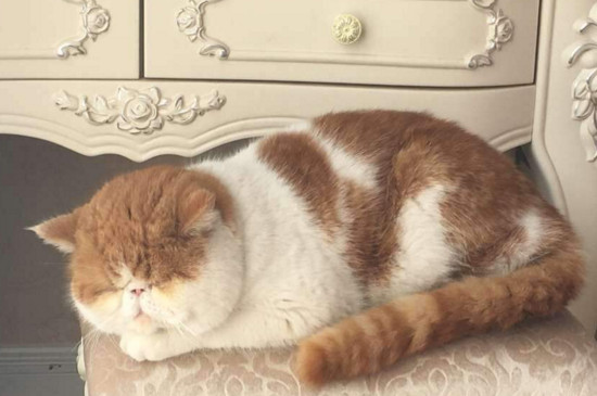 陌生猫怎么快速配种