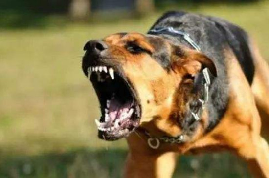 狂犬病的狗有什么症状，食欲异常喜欢犬吠攻击人