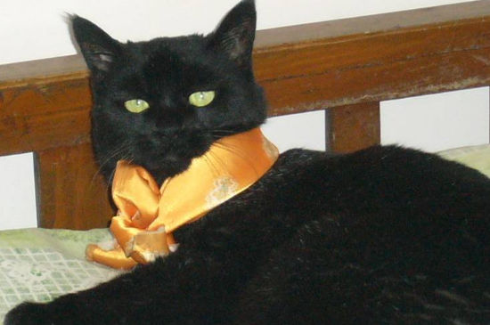 猫为什么会得猫瘟