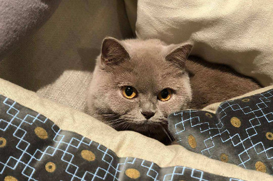 猫咪紧张害怕的表现
