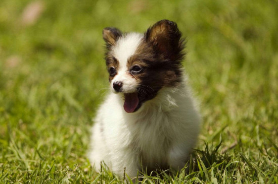 宠物狗幼犬应该吃什么