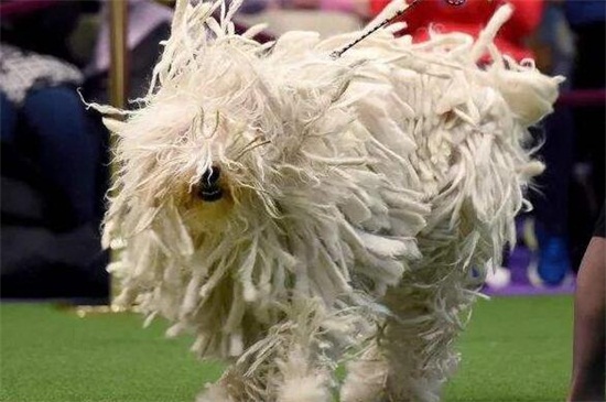 拖把犬多少钱一只，价格在1000～12000元左右