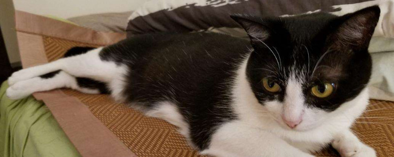 猫吃巧克力会怎么样