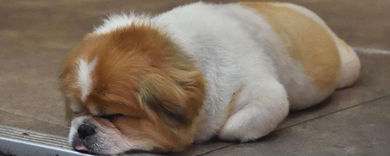 如何判断狗狗年龄