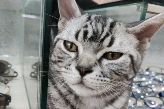 猫不吃东西怎么办
