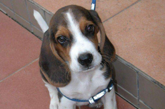 比格犬优缺点