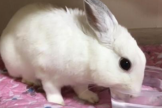 兔子怎么喂养