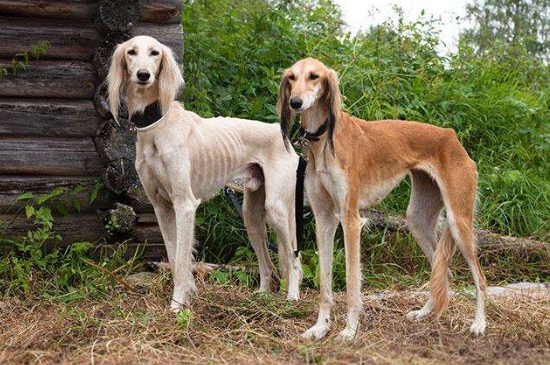 世界十大猎犬品种排名，山区打猎最厉害的狗图片