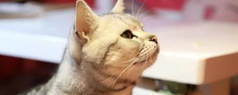 母猫怀孕多久生小猫
