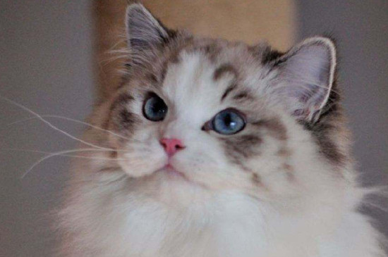 布偶猫为什么要绝育，布偶猫最佳绝育时间