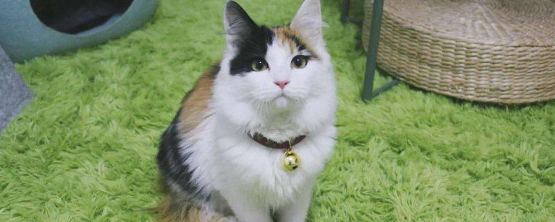 猫粮10克是多少粒
