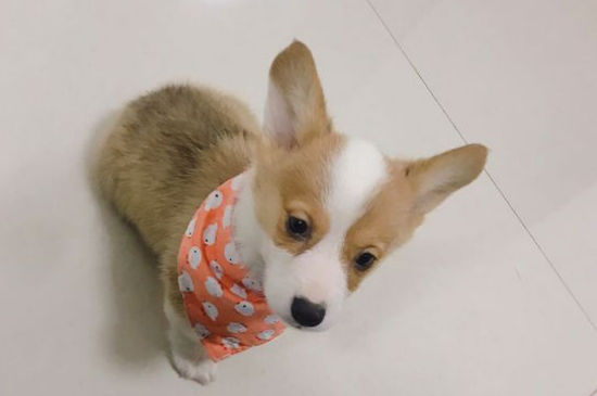 狗狗神经炎初期表现，狗狗神经炎有哪些症状
