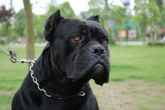 世界十大恶犬