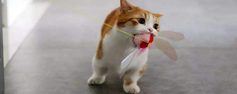 短腿猫是什么品种