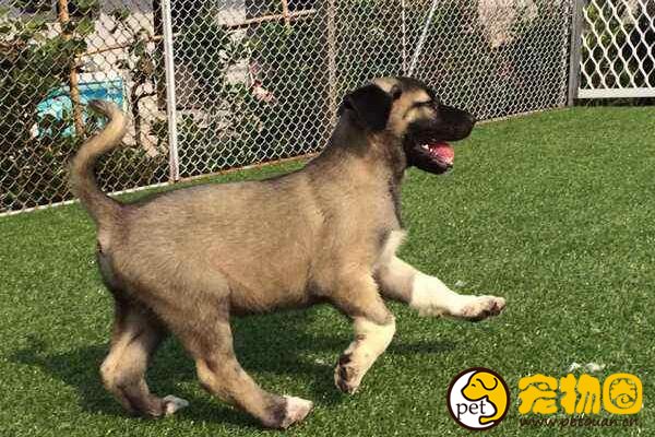 土耳其的国宝坎高犬，和大熊猫地位相当的外交法宝