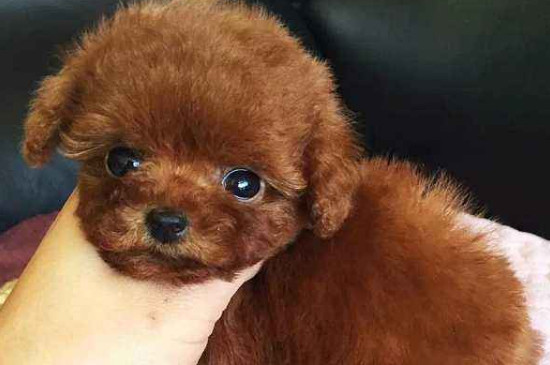 纯种茶杯泰迪犬多少钱一只，真泰迪茶杯狗价格在8000元以上