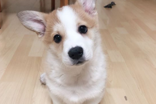 狗粮喂食标准