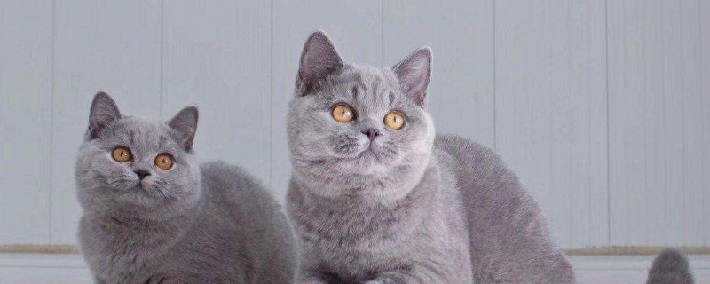英短蓝猫认主人的表示