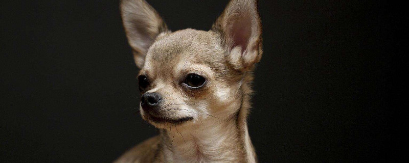 狗狗感冒吃什么药