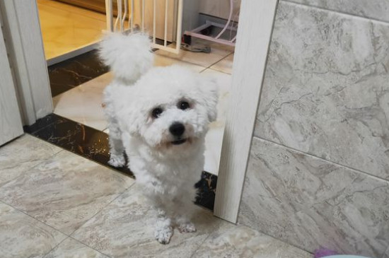 比熊犬疯了怎么办