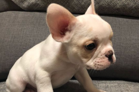 法斗幼犬喂养指南，介绍法牛正确饲养方法与技巧
