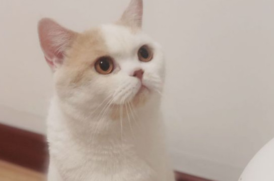 猫怀孕了有什么症状