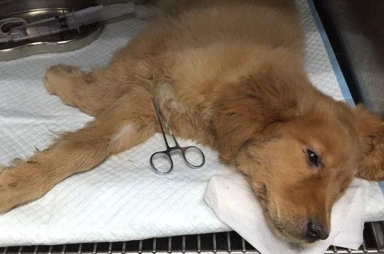 犬瘟热能治好吗