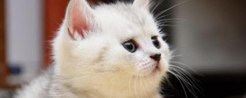 猫喜欢咬人怎么办