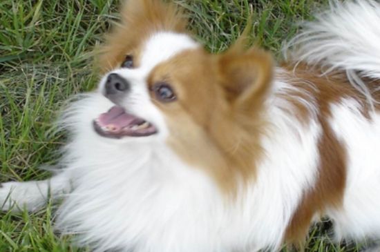 蝴蝶犬好养吗