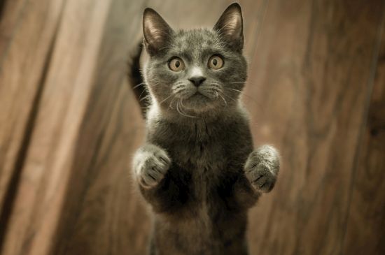 猫感染弓形虫症状