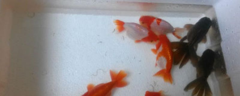 兰寿金鱼鱼苗饲养技巧