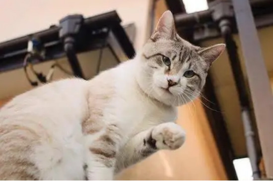 猫踩奶怎么回事