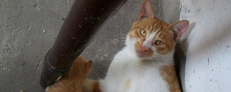 猫能吃火腿肠吗